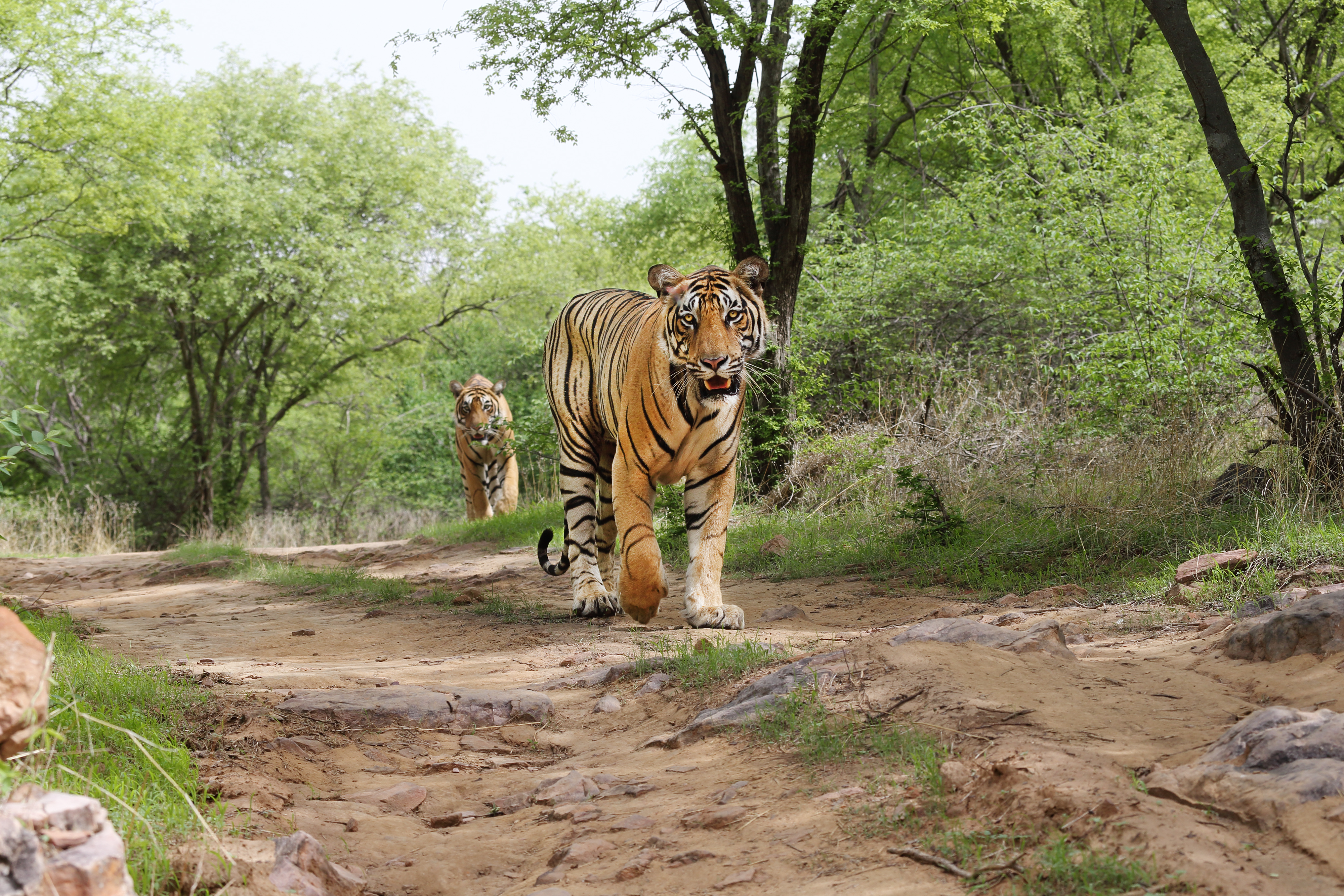 ranthambore safari cost per person