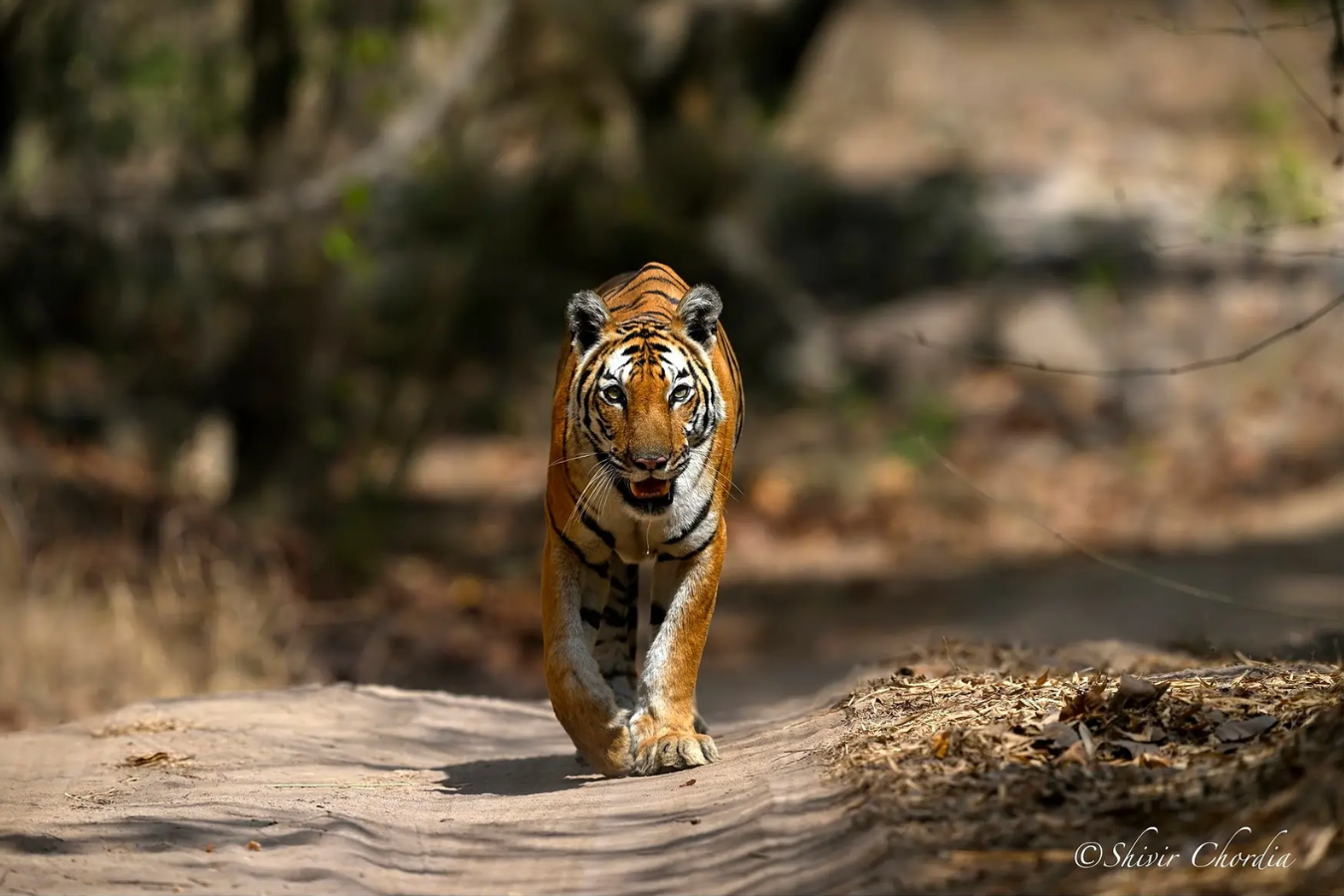 Bandhavgarh Season Round Up 2023-24